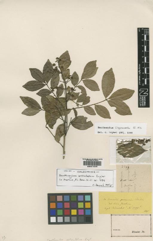 Zanthoxylum tingoassuiba -Yves - BM000798310