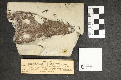 Nannosuchus gracilidens Owen, 1879 - 010031803_L010092990