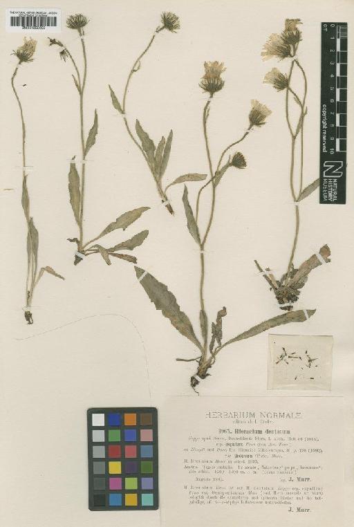 Hieracium dentatum subsp. subexpallens Zahn - BM001050605