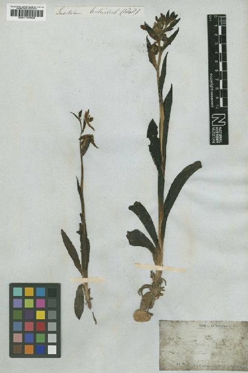 Ophrys apifera Huds. - BM001066528