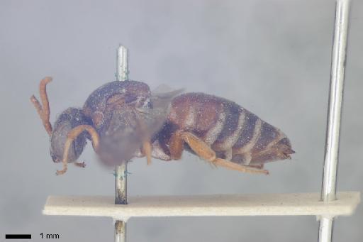 Epeolus zonatus Smith, F., 1854 - 010812210-NHMUK-Epeolus_zonatus-female-syntype-habitus-lateral-1_0x