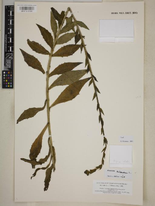 Hieracium sabaudum L. - BM013722800