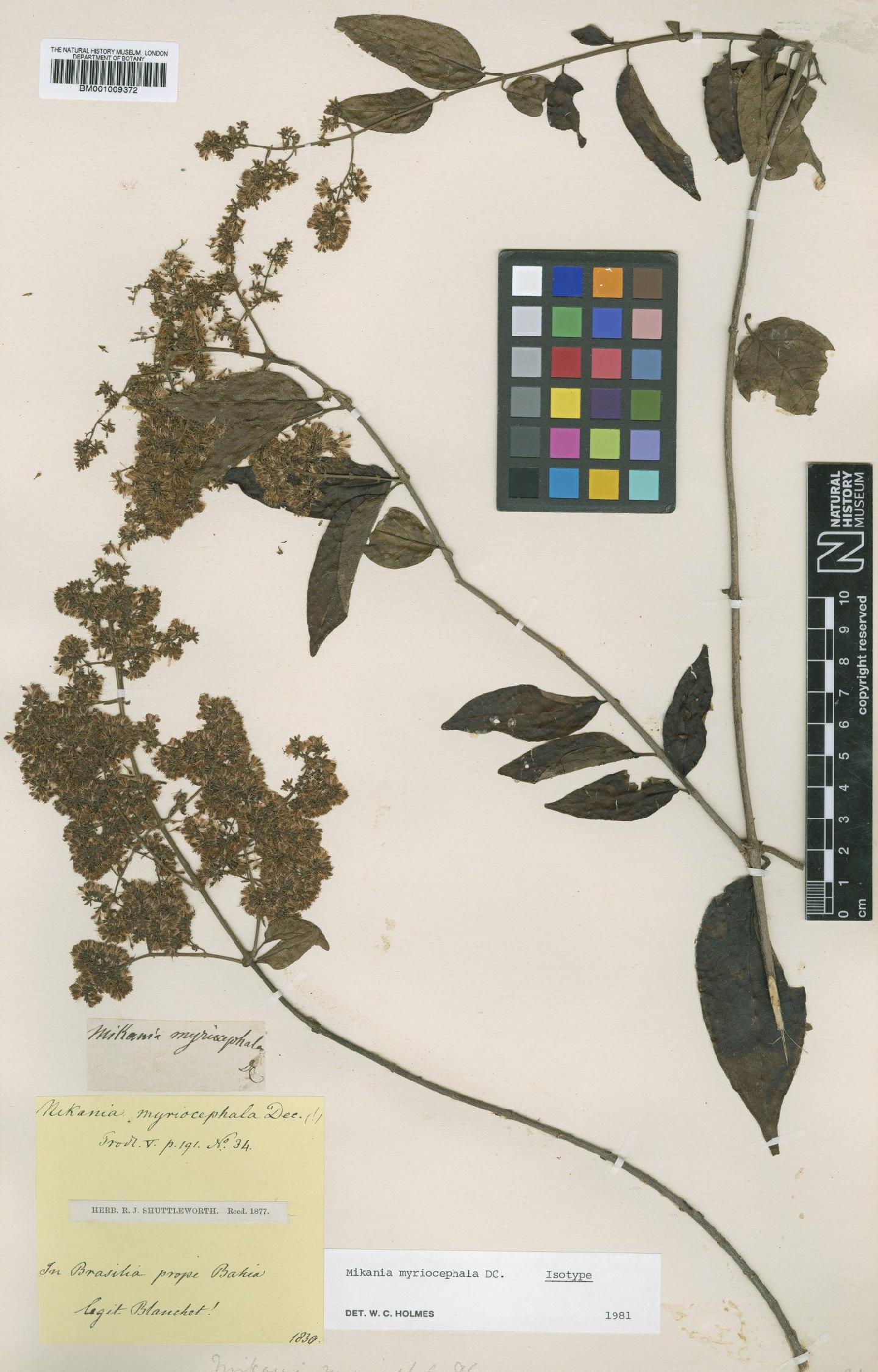 To NHMUK collection (Mikania myriocephala DC.; Isotype; NHMUK:ecatalogue:608335)