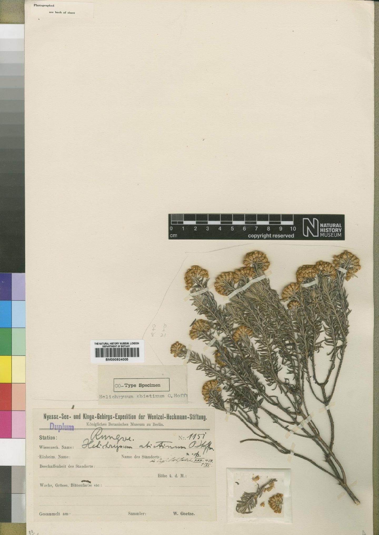 To NHMUK collection (Helichrysum abietinum O.Hoffm.; TYPE; NHMUK:ecatalogue:4529054)