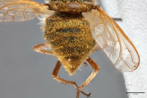 Hyperusia xantholeuca Bowden, 1975 - 014427857_dorsal_terminalia