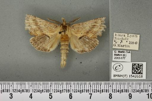 Pterostoma palpina palpina (Clerck, 1759) - BMNHE_1542618_246889
