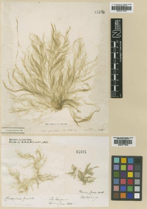 Cladophora sericea (Hudson) Kütz. - BM001045422