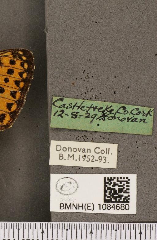 Argynnis aglaja f. scotica Watkins, 1923 - BMNHE_1084680_label_53613