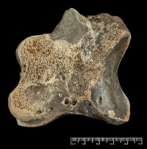 Scelidotherium leptocephalum Owen, 1840 - NHMUK PV M 82206 F (2).tif