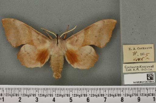 Laothoe populi ab. fuchsi Bartel, 1900 - NHMUK_010420544_526654