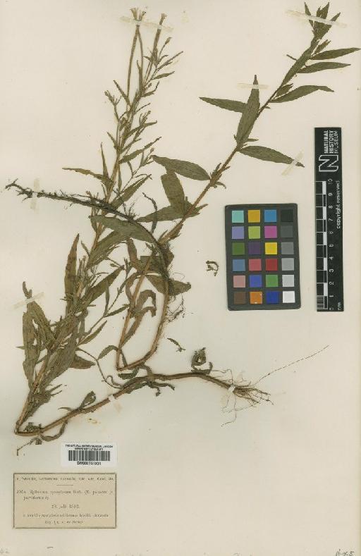 Epilobium palustre L. × E. parvifolium Schreb. - BM000751901