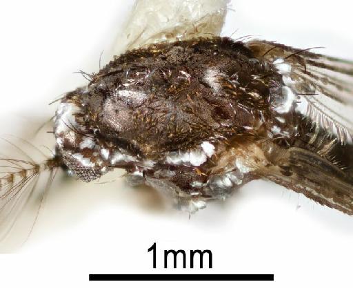 Aedes (Stegomyia) albopictus (Skuse, 1894) - NHMUK010264309 Anopheles albopictus lateral male