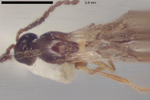 Emargo vacuna Quinlan, 1988 - Emargo_vacuna-NHMUK010825912-holotype-female-body-dorsal-10_0x