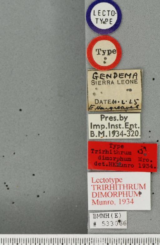 Trirhithrum dimorphum Munro, 1934 - BMNHE_533066_label_27300