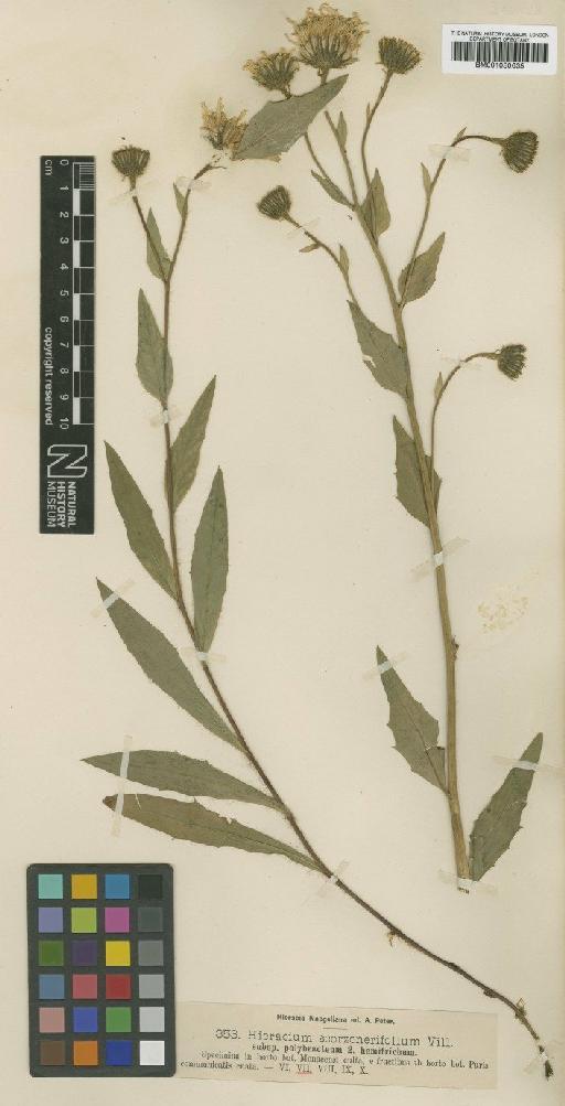 Hieracium scorzoneraefolium subsp. polybracteum Nägeli & Peter - BM001050635