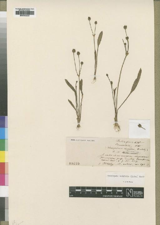 Butomopsis latifolia (D.Don) Kunth - BM000922220