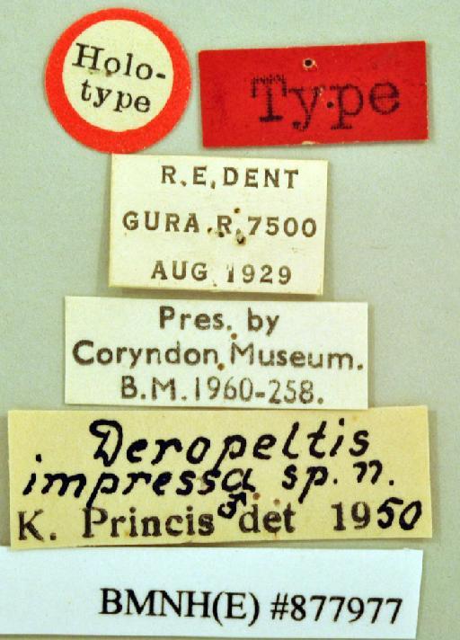 Deropeltis impressa Princis, 1966 - Deropeltis impressa Princis, 1966, male, holotype, labels. Photographer: Heidi Hopkins. BMNH(E)#877977