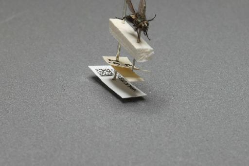 Sarcophaga (Myorhina) nigriventris Meigen, 1826 - 015092042_additional_4