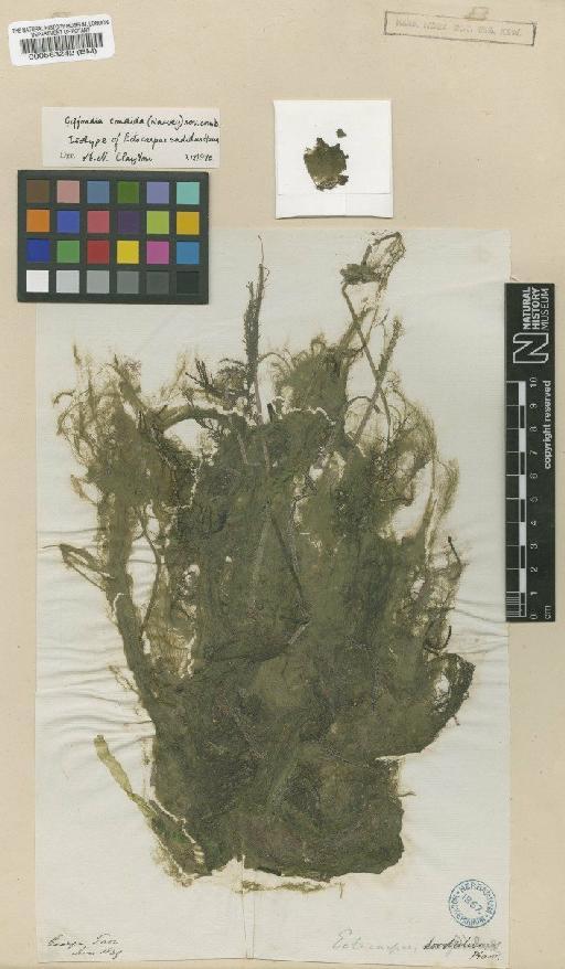 Hincksia saundersii (Setch. & N.L.Gardner) P.C.Silva - BM000563242