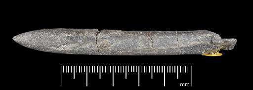 Simpsonibelus expansus (Simpson) - PI CC 1555 - belemnite