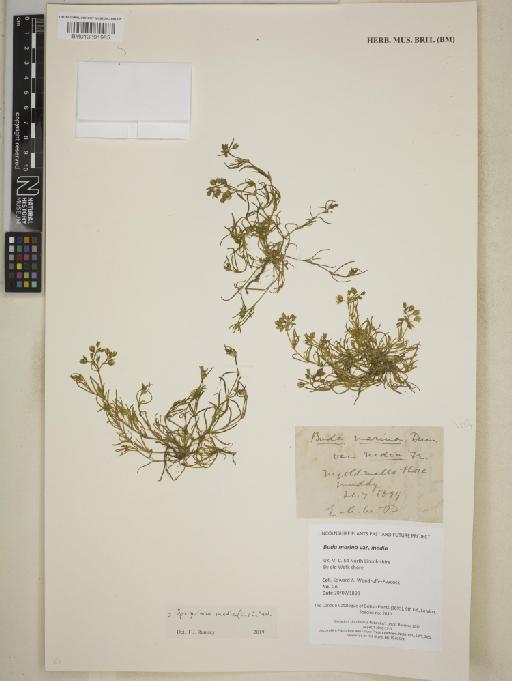 Spergularia media (L.) C.Presl - BM013391985