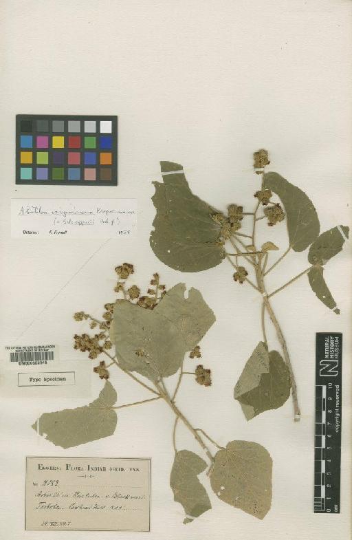 Abutilon virgatum (Cav.) Sweet - BM000603948