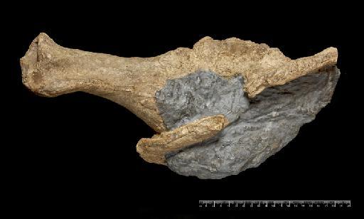 Scelidotherium leptocephalum Owen, 1840 - NHMUK PV M 3584 (2).tif