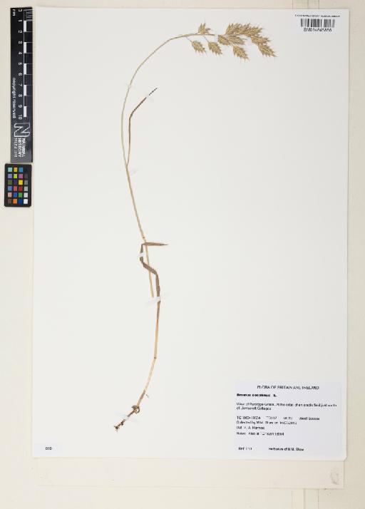 Bromus secalinus L. - 014646886