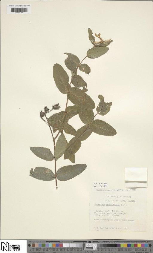 Hypericum grandifolium Choisy - BM001204398