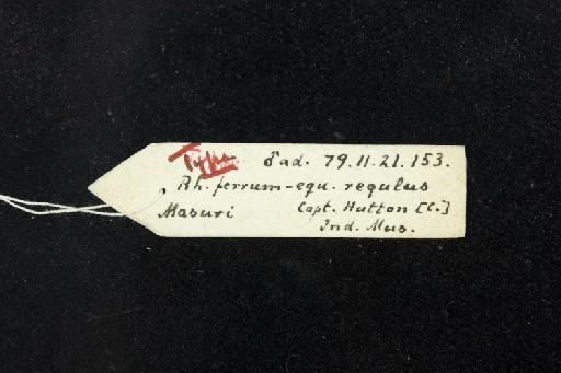 Rhinolophus ferrumequinum regulus Andersen,  1905 - 1879_11_21_153-Rhinolophus_ferrumequinum_regulus-Holotype-Skull-label