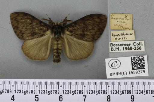 Lymantria monacha ab. atra Linstow, 1907 - BMNHE_1559379_251995