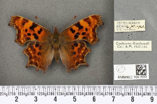 Polygonia c-album ab. obscura Closs, 1916 - BMNHE_1061990_22795