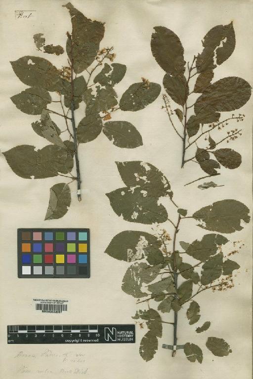 Prunus L. - BM000622007