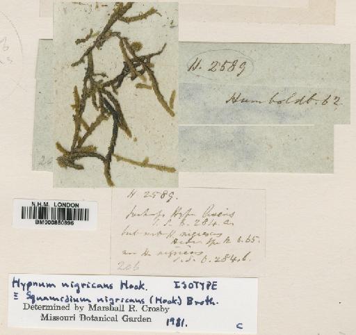 Squamidium nigricans (Hook.) Broth. - BM000850896