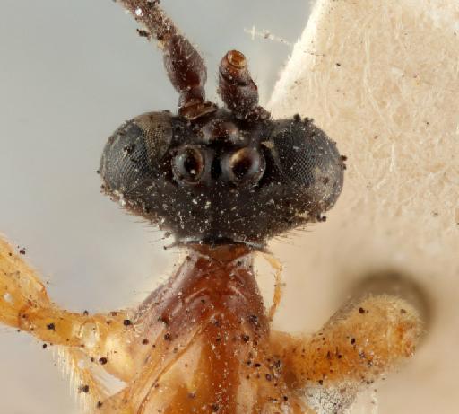 Epimecis mexicana Cameron, P., 1886 - Acrotaphus_mexicanus_holotype_head_dorsal_010202132