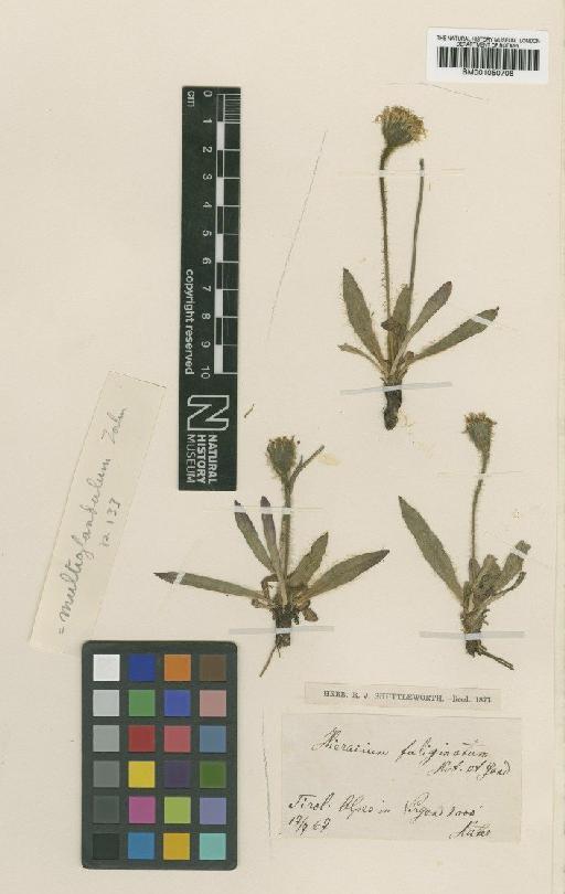 Hieracium glanduliferum subsp. multigladulum (Nägeli & Peter) Zahn - BM001050708