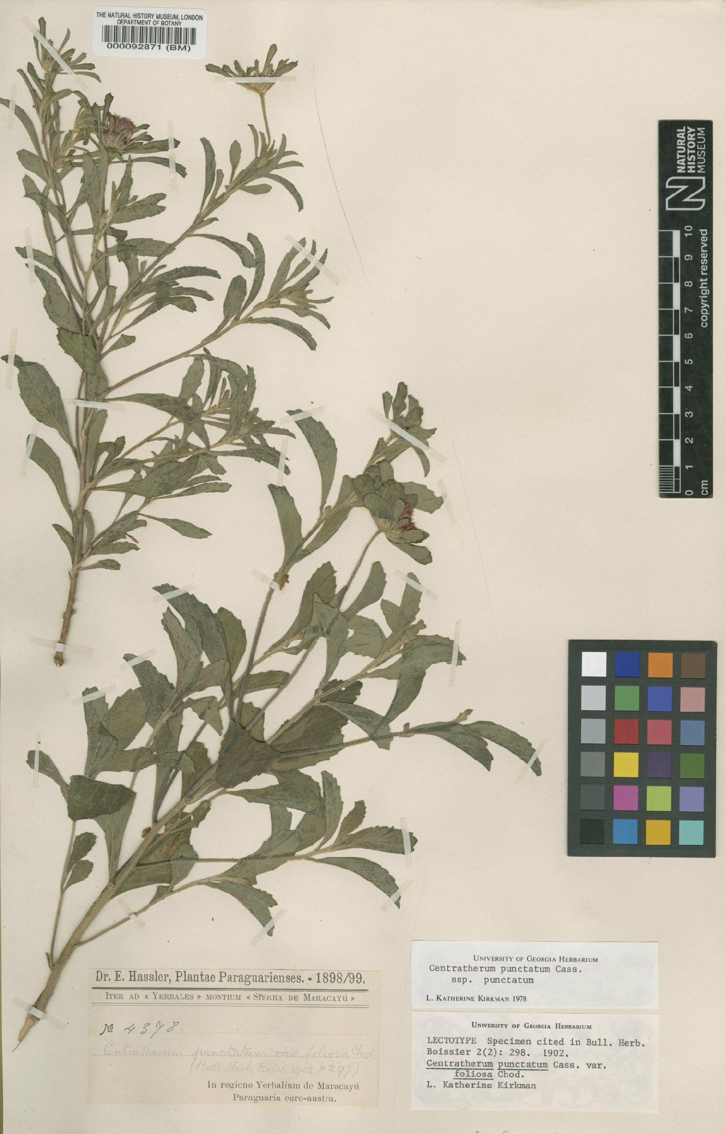 To NHMUK collection (Centratherum punctatum subsp. punctatum Cass; Isolectotype; NHMUK:ecatalogue:4566754)