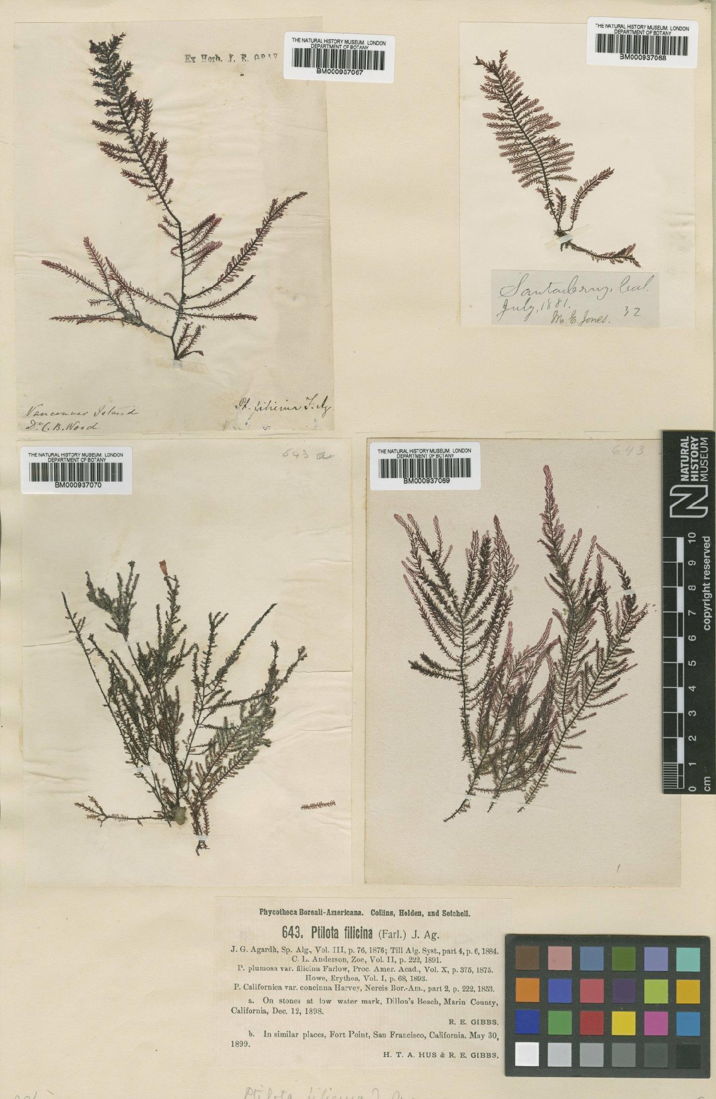 To NHMUK collection (Ptilota filicina J.Agardh; TYPE; NHMUK:ecatalogue:466175)