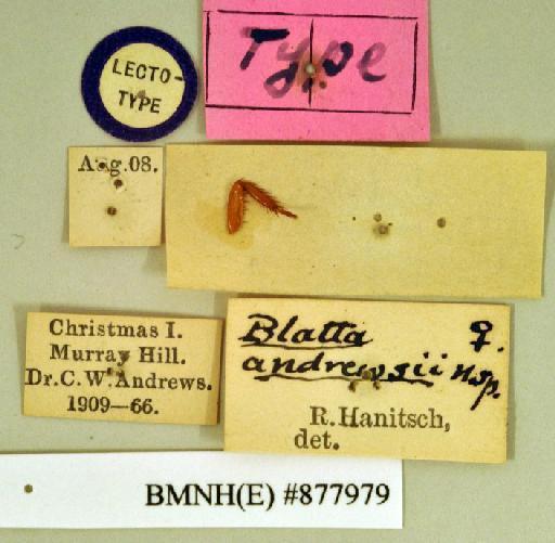 Blatta andrewsi Hanitsch, 1931 - Blatta andrewsi Hanitsch, 1931, female, lectotype, labels. Photographer: Heidi Hopkins. BMNH(E)#877979