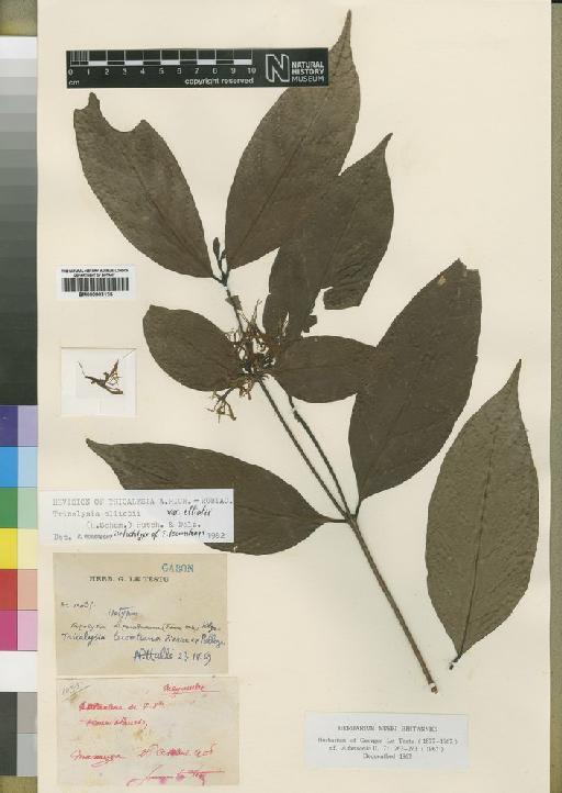 Tricalysia elliotii var. elliotii (Schum) Hutch. & Dalziel - BM000903135