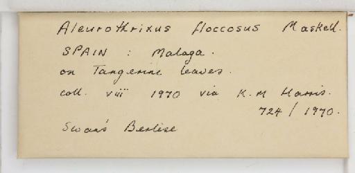Aleurothrixus floccosus Maskell, W.M., 1896 - 013477024_additional