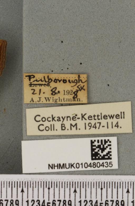 Hydraecia micacea ab. cypriaca Haworth, 1809 - NHMUK_010480435_label_595323