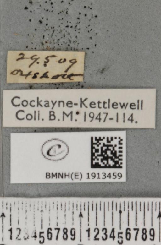 Aethalura punctulata (Denis & Schiffermüller, 1775) - BMNHE_1913459_label_485335