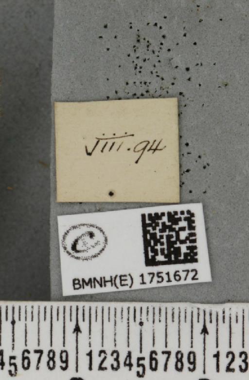 Hydriomena furcata (Thunberg, 1784) - BMNHE_1751672_a_label_328595