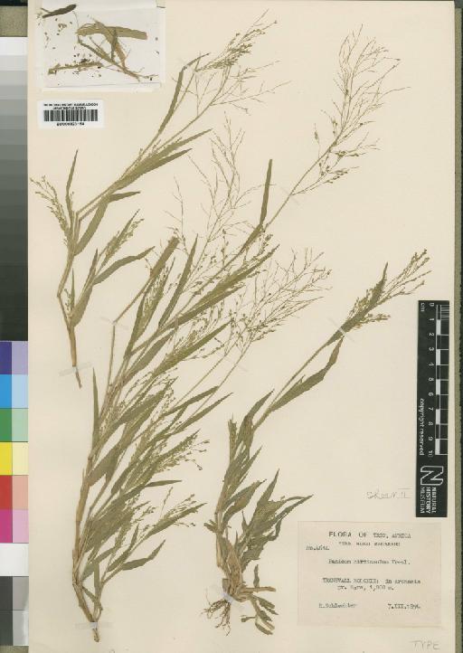 Panicum arcurameum Stapf - BM000923154