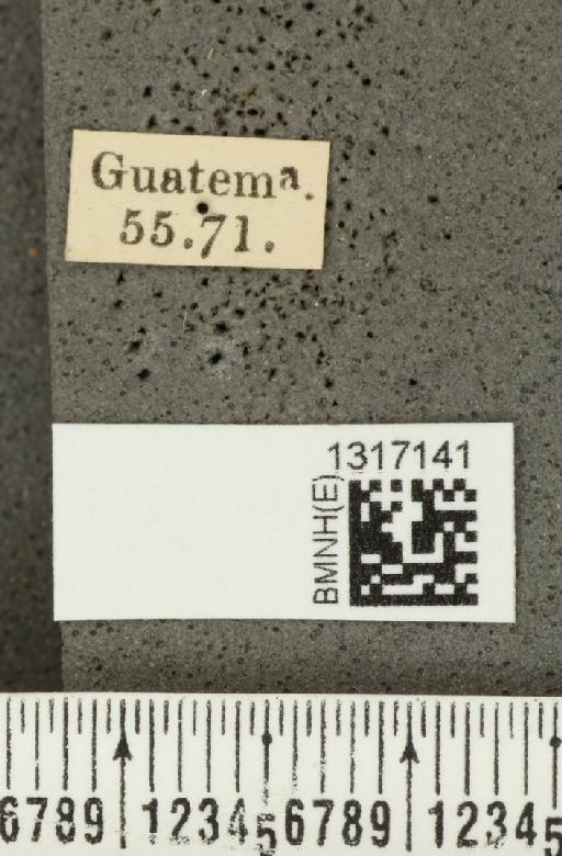 Calligrapha (Polyspila) multiguttata Stål, 1859 - BMNHE_1317141_label_15911