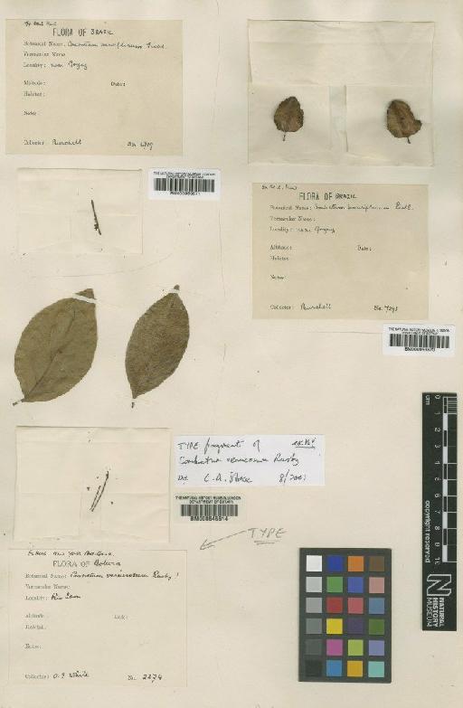 Combretum vernicosum Rusby - BM000645514