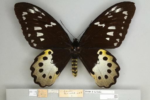 Ornithoptera chimaera charybdis van Eecke, 1915 - 013605117__