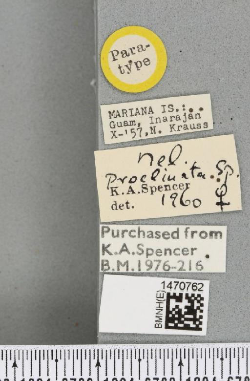 Melanagromyza proclinata Spencer, 1963 - BMNHE_1470762_label_46278