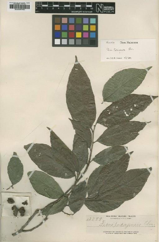 Ficus todayensis Elmer - BM000951824